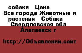 собаки › Цена ­ 2 500 - Все города Животные и растения » Собаки   . Свердловская обл.,Алапаевск г.